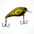 1.5 Squarebill