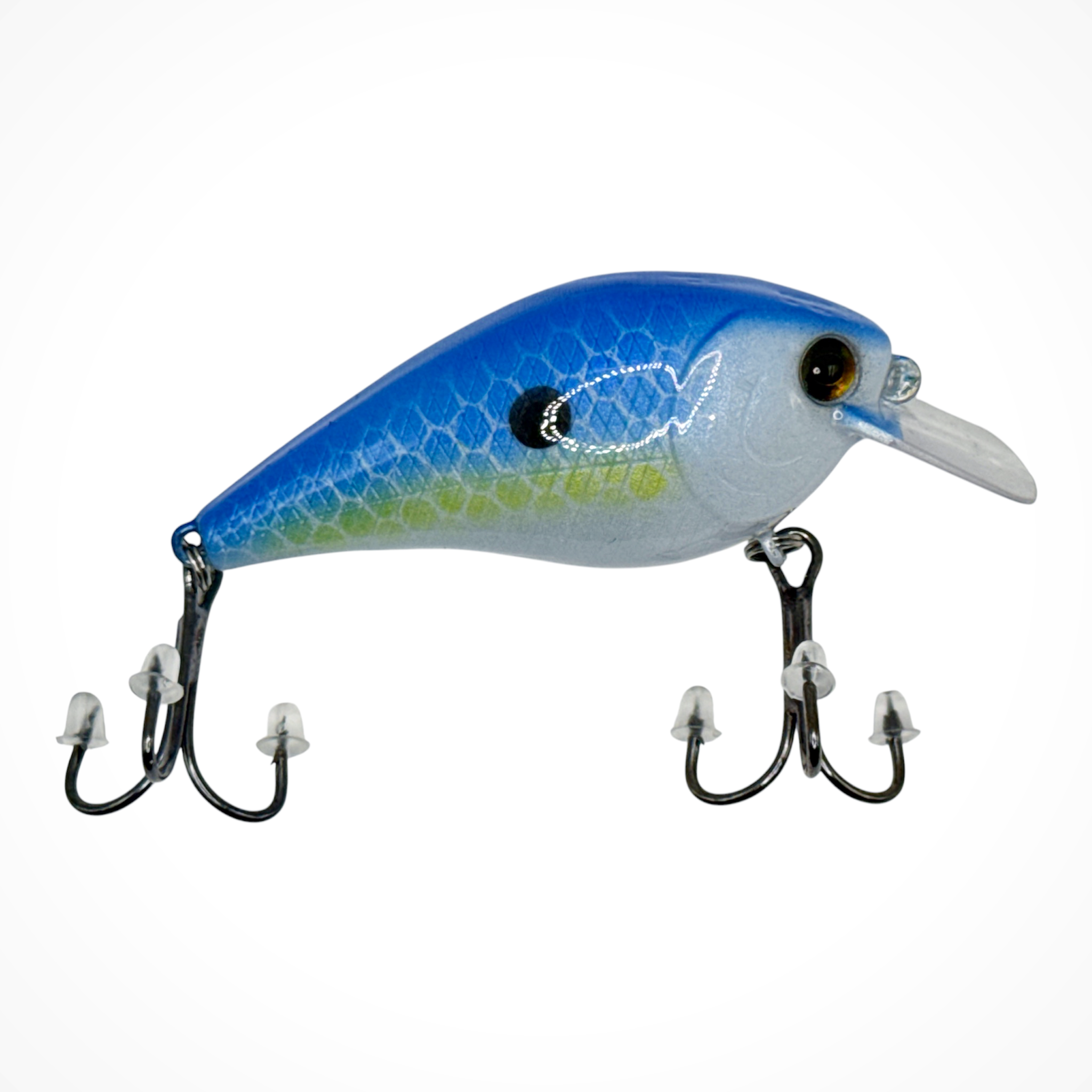 1.5 Squarebill